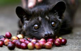 Kopi Luwak – Cibetkaffee